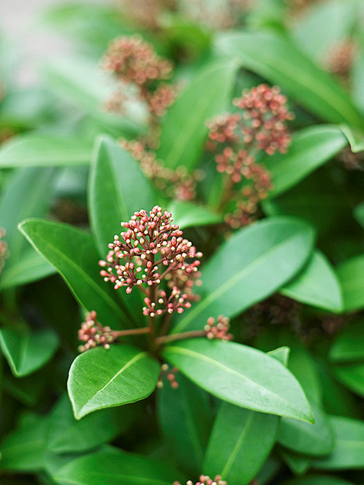 Skimmia japonica 13 cm